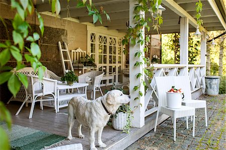 porch - Finland, White dog standing on porch Stock Photo - Premium Royalty-Free, Code: 6126-08781557