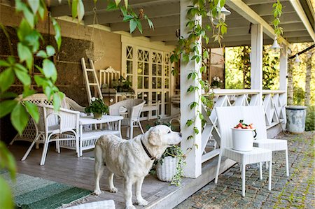 portique (architecture) - Finland, White dog standing on porch Photographie de stock - Premium Libres de Droits, Code: 6126-08781557