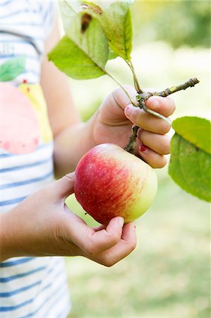 simsearch:6108-06907274,k - Hands of girl picking apple Foto de stock - Sin royalties Premium, Código: 6126-09102377