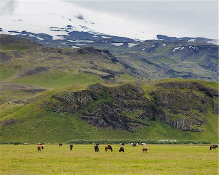 simsearch:6126-09102741,k - Horses in pasture at feet of snowcapped mountains Stockbilder - Premium RF Lizenzfrei, Bildnummer: 6126-09102741