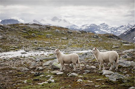 simsearch:6126-08636296,k - Sheep in Jotunheimen range Foto de stock - Royalty Free Premium, Número: 6126-09102791