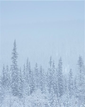 simsearch:6126-09104081,k - Trees during winter in Fulufjallet National Park, Sweden Foto de stock - Sin royalties Premium, Código: 6126-09102832