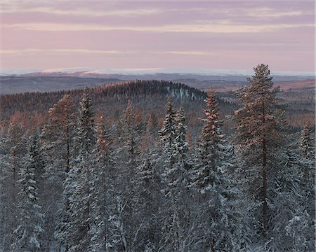 simsearch:6126-09103967,k - Trees at sunrise during winter in Fulufjallet National Park, Sweden Foto de stock - Sin royalties Premium, Código: 6126-09102834