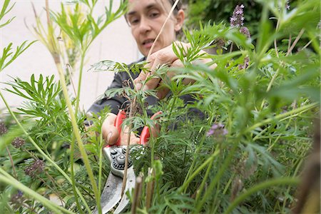 people workers tending tree - A woman pruning bushes in a garden Stock Photo - Premium Royalty-Free, Code: 6126-09103609