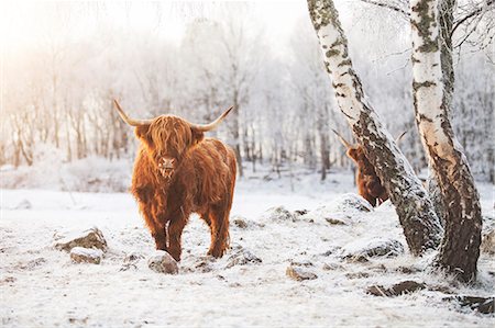 Highland cattle in the snow Photographie de stock - Premium Libres de Droits, Code: 6126-09103769