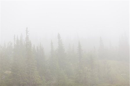 Foggy forest in Jamtland, Sweden Stock Photo - Premium Royalty-Free, Code: 6126-09103908