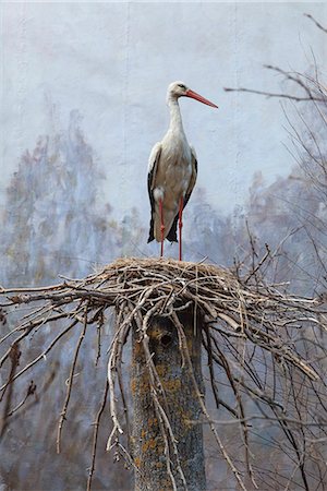 djurgarden - Staffed stork standing in nest Photographie de stock - Premium Libres de Droits, Code: 6126-09104060