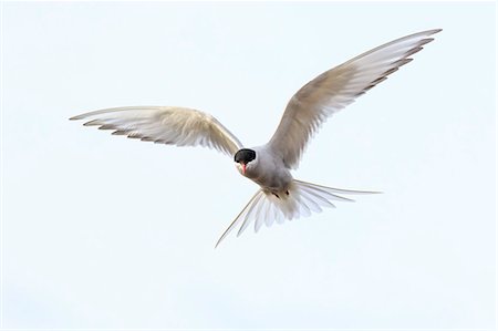 simsearch:6126-09104080,k - Arctic tern flying in Sweden Stock Photo - Premium Royalty-Free, Code: 6126-09104080