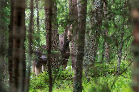 Moose in a forest in Narke, Sweden Foto de stock - Royalty Free Premium, Número: 6126-09104082