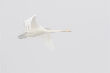 swan flying - White cygnus flying in Sweden Stock Photo - Premium Royalty-Free, Code: 6126-09104091