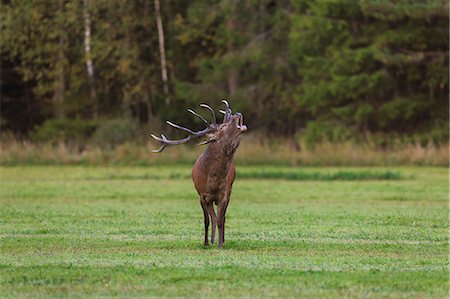 rothirsch - Red deer in Narke, Sweden Stockbilder - Premium RF Lizenzfrei, Bildnummer: 6126-09104100