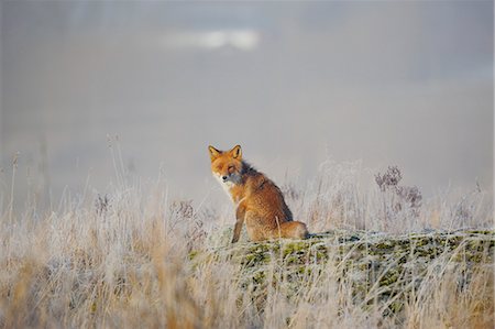 fox to the side - Red Fox sitting in meadow Photographie de stock - Premium Libres de Droits, Code: 6126-09104121