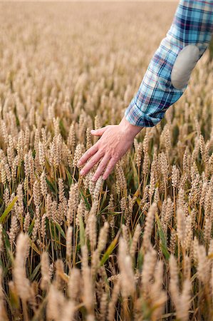 experiencing - Man's hand touching wheat Stock Photo - Premium Royalty-Free, Code: 6126-09104230