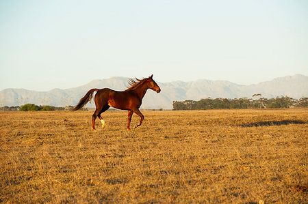 Brown horse in field Photographie de stock - Premium Libres de Droits, Code: 6126-09266283
