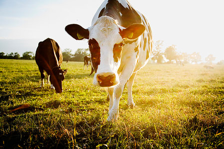 simsearch:649-07239783,k - Cows in field on Gotland, Sweden Stock Photo - Premium Royalty-Free, Code: 6126-09266478