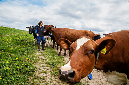 simsearch:700-03621431,k - Farmer with cows in field Foto de stock - Sin royalties Premium, Código: 6126-09266519