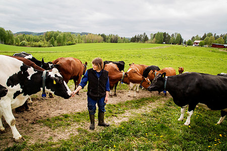 simsearch:700-03621431,k - Farmer with cows in field Foto de stock - Sin royalties Premium, Código: 6126-09266521
