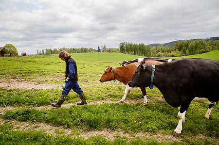 farmer walking fields - Farmer with cows in field Stock Photo - Premium Royalty-Free, Code: 6126-09266522
