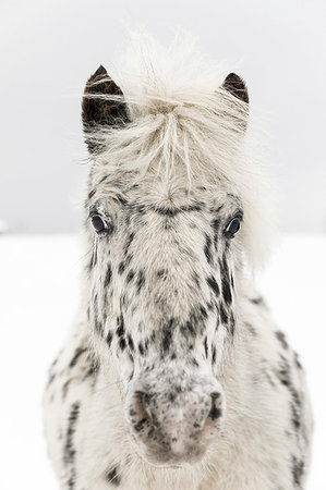 points noirs - Black and white horse on snow Photographie de stock - Premium Libres de Droits, Code: 6126-09266631