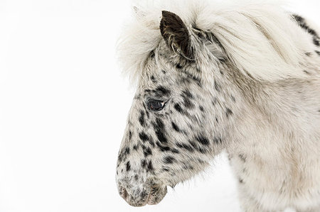 spotted (animal) - Black and white horse on snow Photographie de stock - Premium Libres de Droits, Code: 6126-09266632