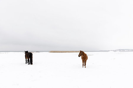 simsearch:6126-09266640,k - Horses in snow covered field Foto de stock - Sin royalties Premium, Código: 6126-09266635