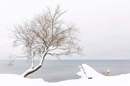 simsearch:6126-09103919,k - Snow covered tree by lake Foto de stock - Sin royalties Premium, Código: 6126-09266638