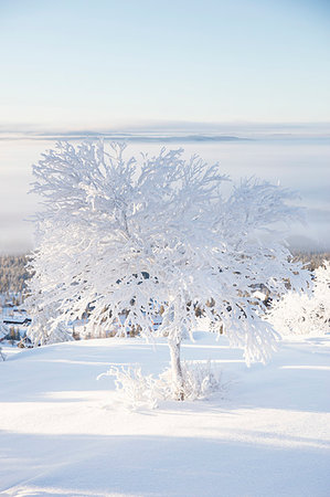 simsearch:6126-09267893,k - Trees covered in snow Fotografie stock - Premium Royalty-Free, Codice: 6126-09266902