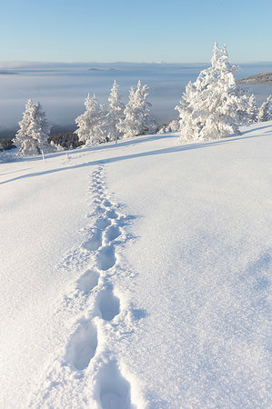 simsearch:6126-09267227,k - Footprints in snow Stock Photo - Premium Royalty-Free, Code: 6126-09266904