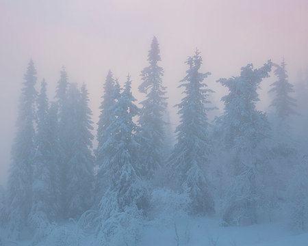 simsearch:6126-09266795,k - Snow covered trees in fog Foto de stock - Sin royalties Premium, Código: 6126-09266909