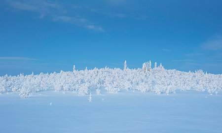 simsearch:6126-09267893,k - Snow covered trees Fotografie stock - Premium Royalty-Free, Codice: 6126-09266933