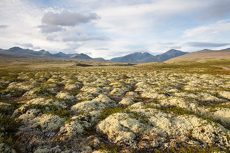 rondane national park - Lichen in Rondane National Park, Norway Stock Photo - Premium Royalty-Free, Code: 6126-09267098