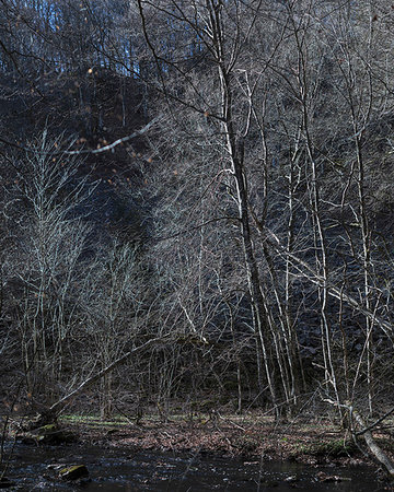 simsearch:6126-09266999,k - Bare beech trees in Soderasen National Park, Sweden Stockbilder - Premium RF Lizenzfrei, Bildnummer: 6126-09267000
