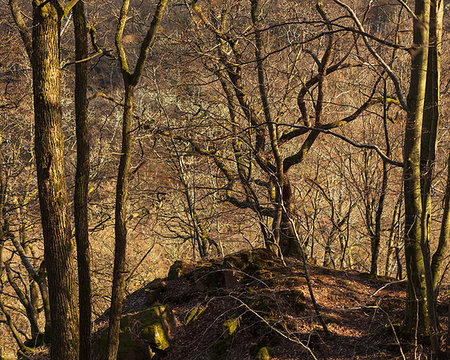 simsearch:6126-09266999,k - Bare beech trees in Soderasen National Park, Sweden Stockbilder - Premium RF Lizenzfrei, Bildnummer: 6126-09267001