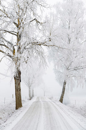 Snow covered road by trees Foto de stock - Sin royalties Premium, Código: 6126-09267499