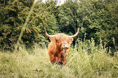 Highland cattle in field by trees Stock Photo - Premium Royalty-Free, Code: 6126-09267404
