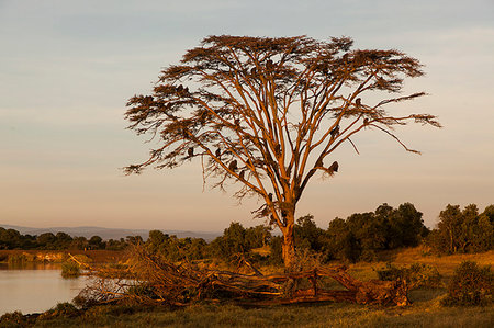 Baboons on tree, Kenya Foto de stock - Royalty Free Premium, Número: 6126-09267429