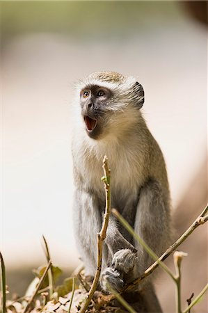 primat - Monkey sitting in a tree. Stockbilder - Premium RF Lizenzfrei, Bildnummer: 6128-08747474