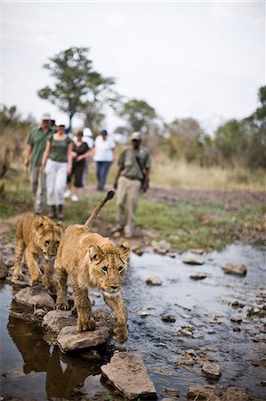 Lions crossing a river while people follow. Photographie de stock - Premium Libres de Droits, Code: 6128-08747478