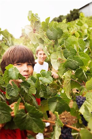 Portrait of a young boy standing next to a grape vine in a vineyard with his friend. Stock Photo - Premium Royalty-Free, Code: 6128-08747521