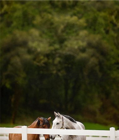 simsearch:6128-08766768,k - Two horses standing in a stable. Foto de stock - Sin royalties Premium, Código: 6128-08766720