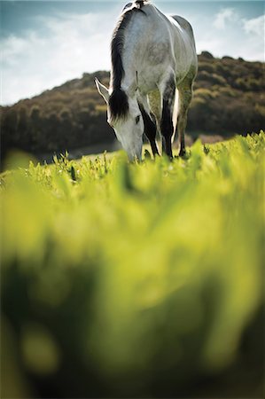 simsearch:6128-08766768,k - Horse grazing in a field. Foto de stock - Sin royalties Premium, Código: 6128-08766724