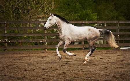 simsearch:6128-08840957,k - Dappled grey horse canters in a exercise yard. Fotografie stock - Premium Royalty-Free, Codice: 6128-08766725