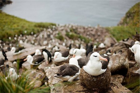 simsearch:6128-08766834,k - Flock of seagulls resting together on rocky coastline. Foto de stock - Sin royalties Premium, Código: 6128-08766826