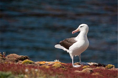 simsearch:6128-08766834,k - Seagull looking over the edge of a coastal cliff. Foto de stock - Sin royalties Premium, Código: 6128-08766830