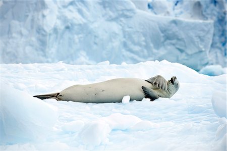 simsearch:6119-07734905,k - Seal lying on it's back and having fun rolling around on the ice. Foto de stock - Sin royalties Premium, Código: 6128-08766837