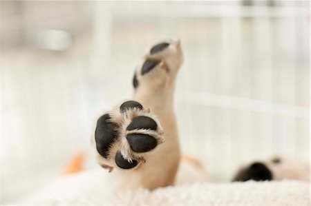 simsearch:614-03697280,k - Close up of a dogs paw. Stock Photo - Premium Royalty-Free, Code: 6128-08780556