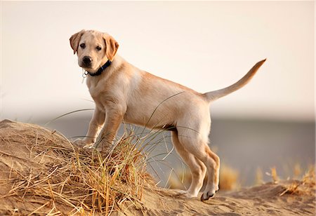 Dog playing at the beach. Stock Photo - Premium Royalty-Free, Code: 6128-08780563