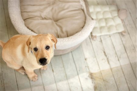 Dog sits beside its bed looking up to the camera. Stock Photo - Premium Royalty-Free, Code: 6128-08780566