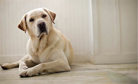 simsearch:6128-08747680,k - Portrait of dog lying on floor. Stockbilder - Premium RF Lizenzfrei, Bildnummer: 6128-08780895