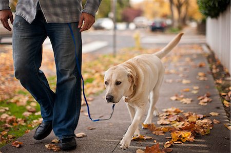 simsearch:695-05767092,k - Mid adult man and labrador dog on a walk. Stockbilder - Premium RF Lizenzfrei, Bildnummer: 6128-08781062